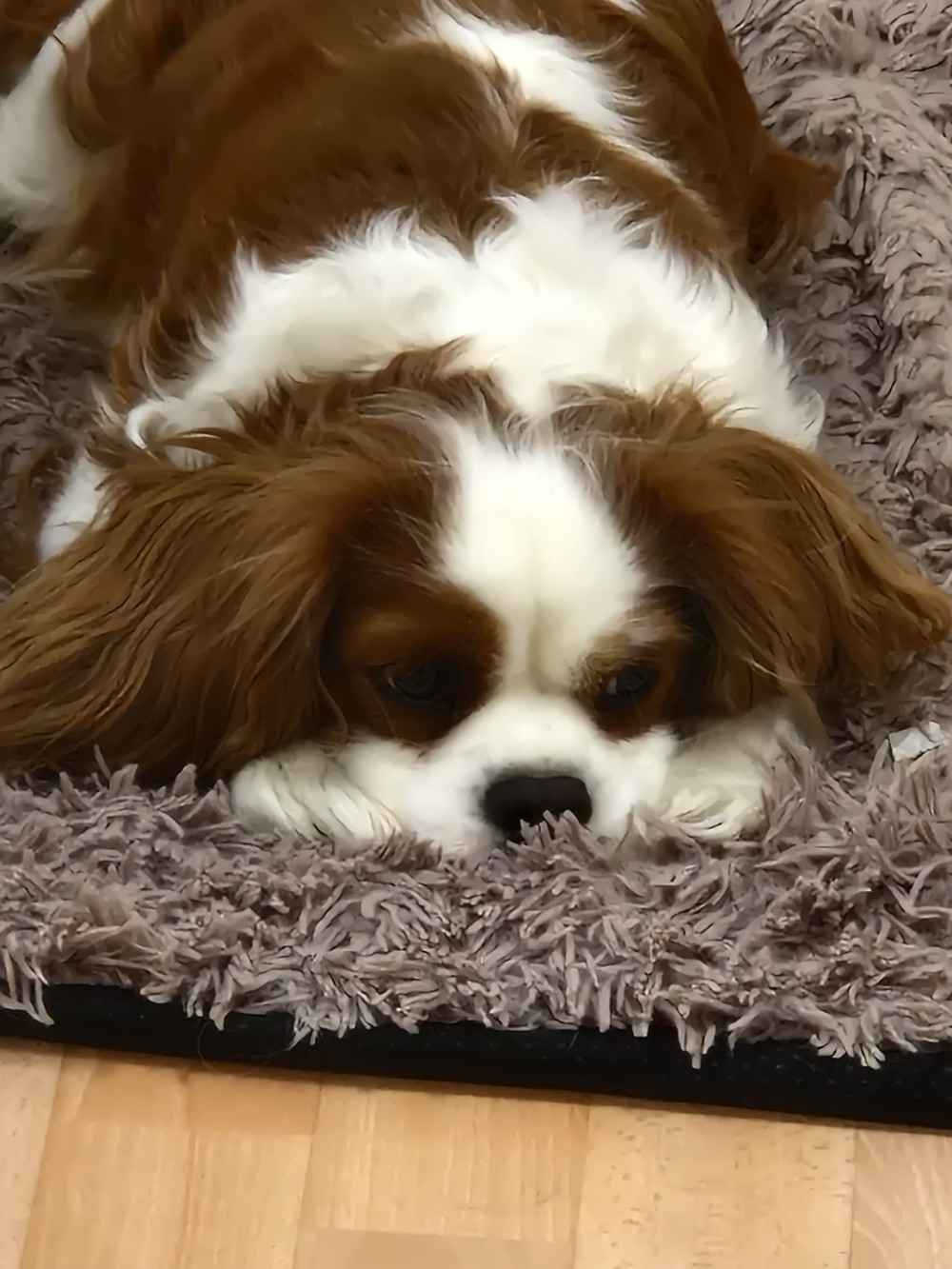 Nala des brumes de Garonne