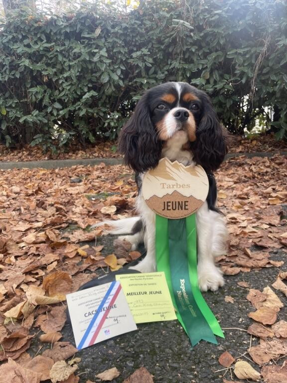 CH. VAYDEM de la bergerie d' argent