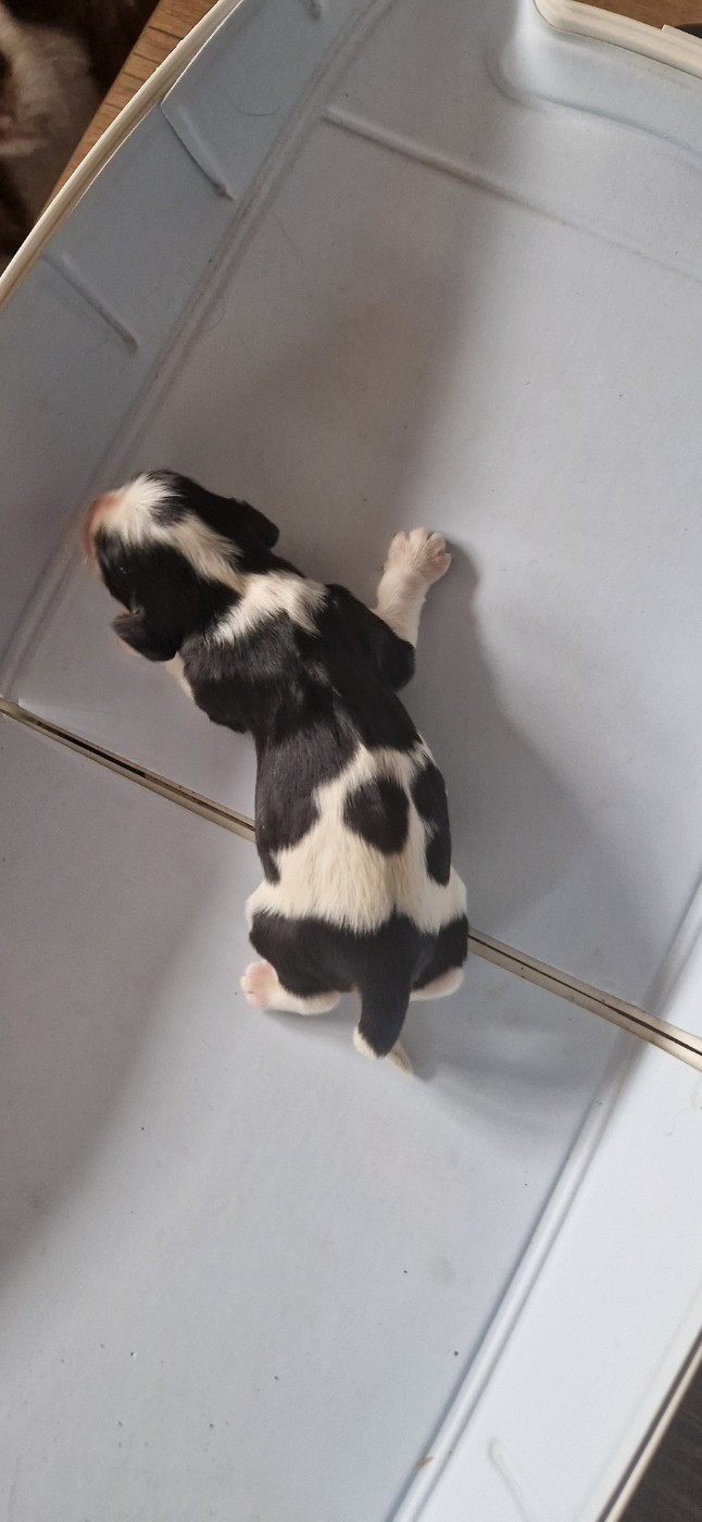 Des Flancs De La Rhune - Chiots disponibles - Cavalier King Charles Spaniel