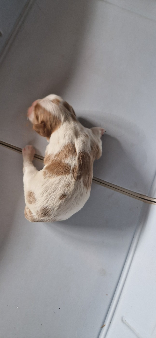 Des Flancs De La Rhune - Chiots disponibles - Cavalier King Charles Spaniel
