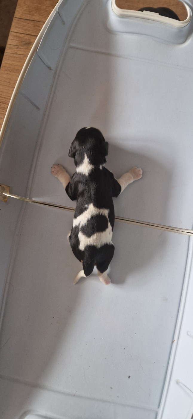 Des Flancs De La Rhune - Chiots disponibles - Cavalier King Charles Spaniel