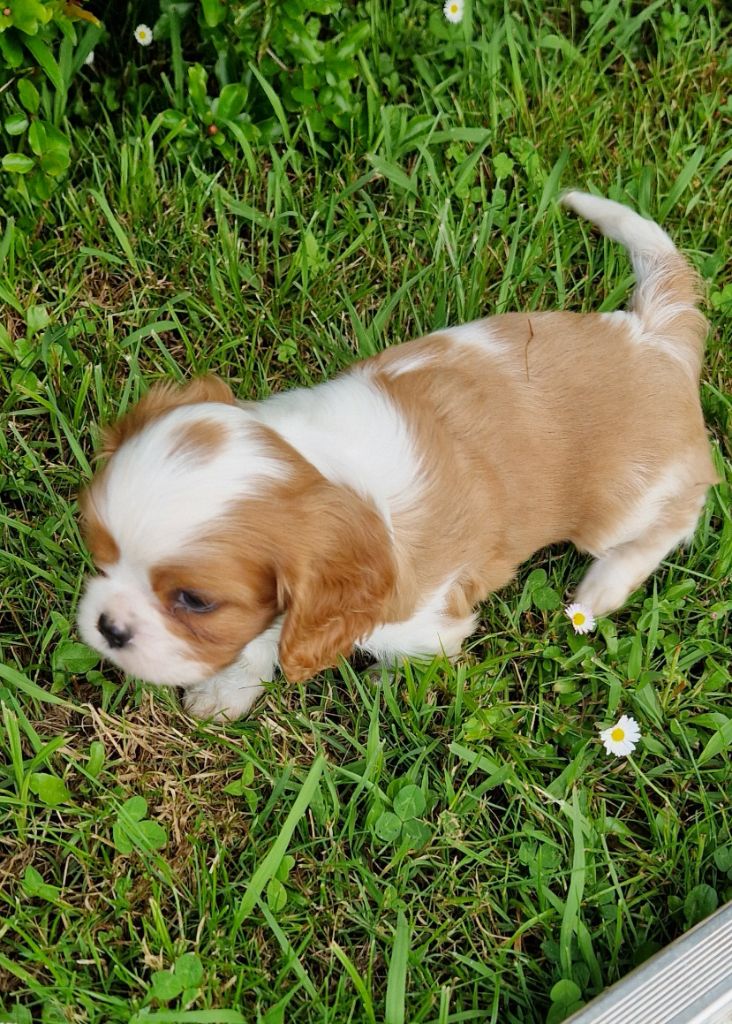 Des Flancs De La Rhune - Chiots disponibles - Cavalier King Charles Spaniel