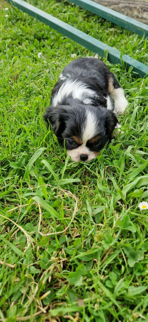 Des Flancs De La Rhune - Chiots disponibles - Cavalier King Charles Spaniel